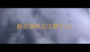 新买猫咪应注意什么