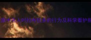 白天家中无人时拉布拉多的行为及科学看护指南