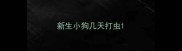 新生小狗几天打虫