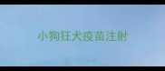 小狗狂犬疫苗注射