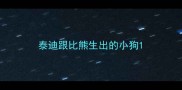 泰迪跟比熊生出的小狗