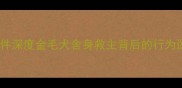 北京金毛护主受伤事件深度金毛犬舍身救主背后的行为逻辑与宠物安全指南