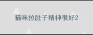 猫咪拉肚子精神很好