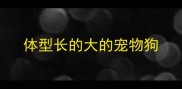 体型长的大的宠物狗