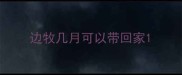 边牧几月可以带回家