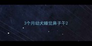 3个月幼犬睡觉鼻子干