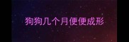 狗狗几个月便便成形