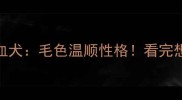 哈士奇金毛混血犬毛色温顺性格看完想养一只的三大理由