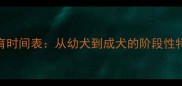 边境牧羊犬肩高发育时间表从幼犬到成犬的阶段性特征附饲养指南