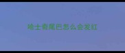哈士奇尾巴怎么会发红
