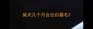 柴犬几个月会出白眉毛