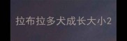 拉布拉多犬成长大小