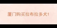 厦门购买拉布拉多犬