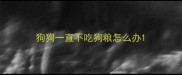 狗狗一直不吃狗粮怎么办