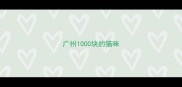 广州1000块的猫咪