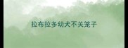 拉布拉多幼犬不关笼子