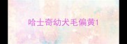 哈士奇幼犬毛偏黄