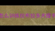 怎么训练拉布拉多犬握手