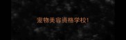 宠物美容资格学校