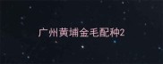 广州黄埔金毛配种