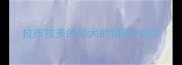 拉布拉多的幼犬的饲养方法