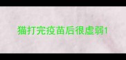 猫打完疫苗后很虚弱