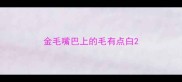 金毛嘴巴上的毛有点白