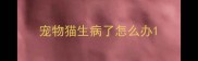 宠物猫生病了怎么办