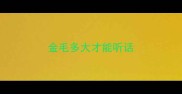 金毛多大才能听话