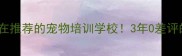 东营本地人都在推荐的宠物培训学校3年0差评的口碑机构全
