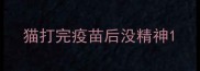猫打完疫苗后没精神