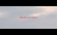 猫咪是什么引起的