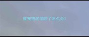 被宠物老鼠咬了怎么办