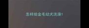 怎样给金毛幼犬洗澡