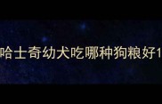 哈士奇幼犬吃哪种狗粮好