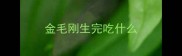 金毛刚生完吃什么