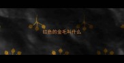 红色的金毛叫什么