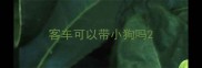 客车可以带小狗吗