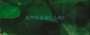 拉布拉多犬什么纯