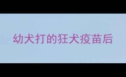 幼犬打的狂犬疫苗后