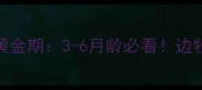 边境牧羊犬训练黄金期3-6月龄必看边牧训练关键期全攻略