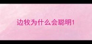 边牧为什么会聪明