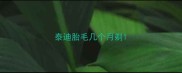 泰迪胎毛几个月剃