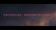 比熊犬收购价格全宠物店收狗行情及注意事项