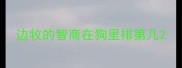 边牧的智商在狗里排第几