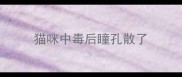 猫咪中毒后瞳孔散了