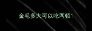 金毛多大可以吃两顿