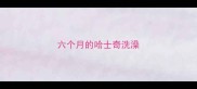 六个月的哈士奇洗澡