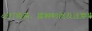 狗狗疫苗全指南必打疫苗接种时间及注意事项养宠必看