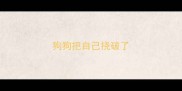 狗狗把自己挠破了